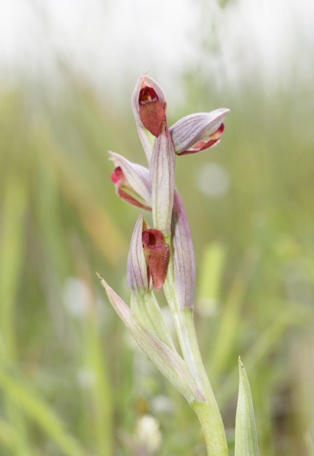 Serapias parviflora e ibridi (Mugello)